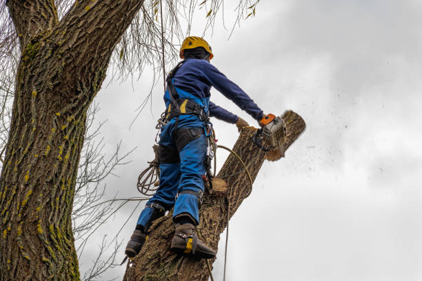 Tree and Shrub Care in Durham, NC